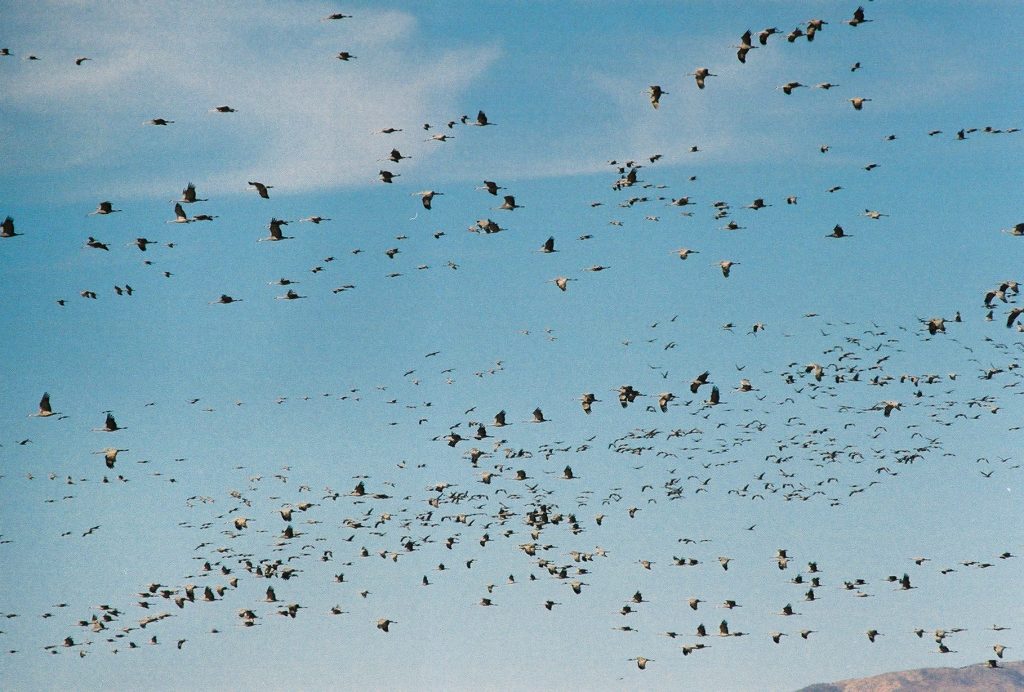 birding at whitewater&nbsp;draw