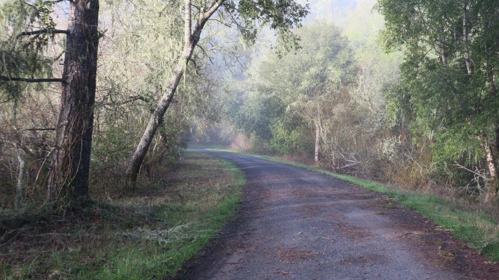 birding at five brooks and bolinas&nbsp;lagoon