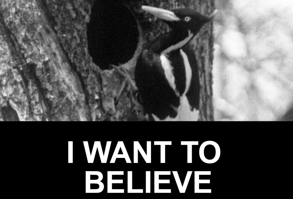 the search for the ivory-billed woodpecker and environmental&nbsp;hope