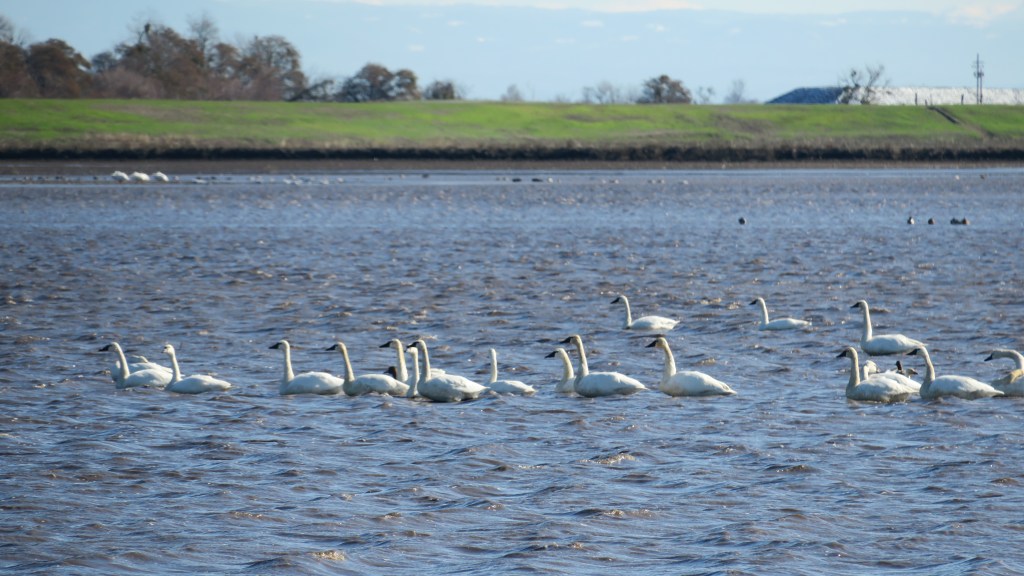swan quest in the central&nbsp;valley
