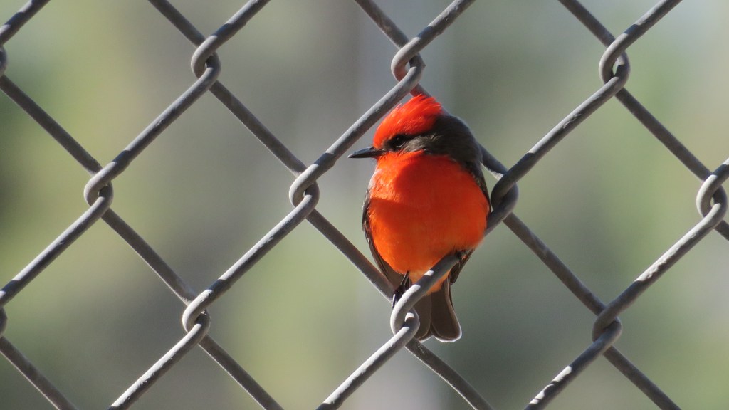 birding at reid&nbsp;park