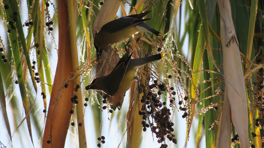 birding at reid park&nbsp;(again)