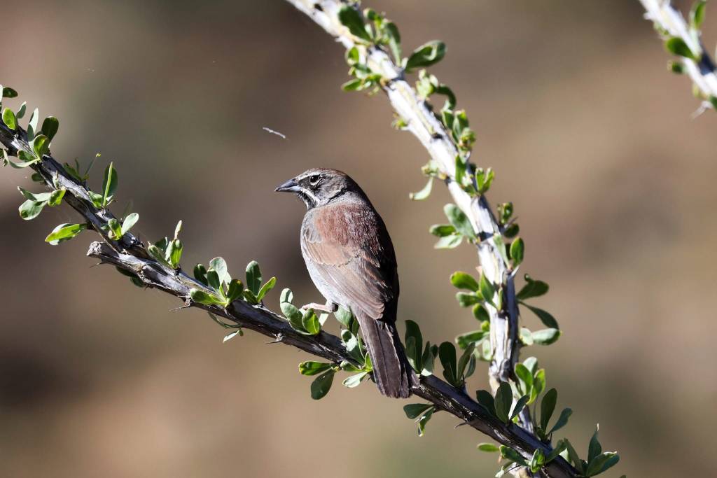 back on my bird-slut (.org): a recap of my May AZ big&nbsp;day